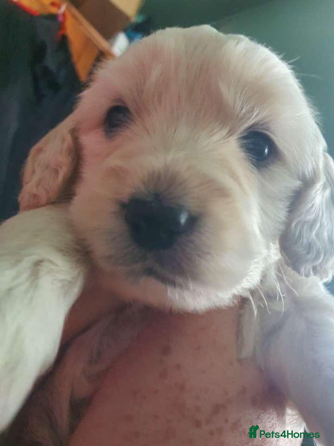 Mixed Breed dogs for sale: Gorgeous puppies  - Image 12