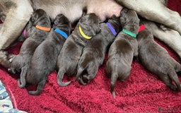 Labrador Retriever dogs for sale: KC SILVER/CHOCOLATE PEDIGREE LABRADOR PUPIES - Image 6