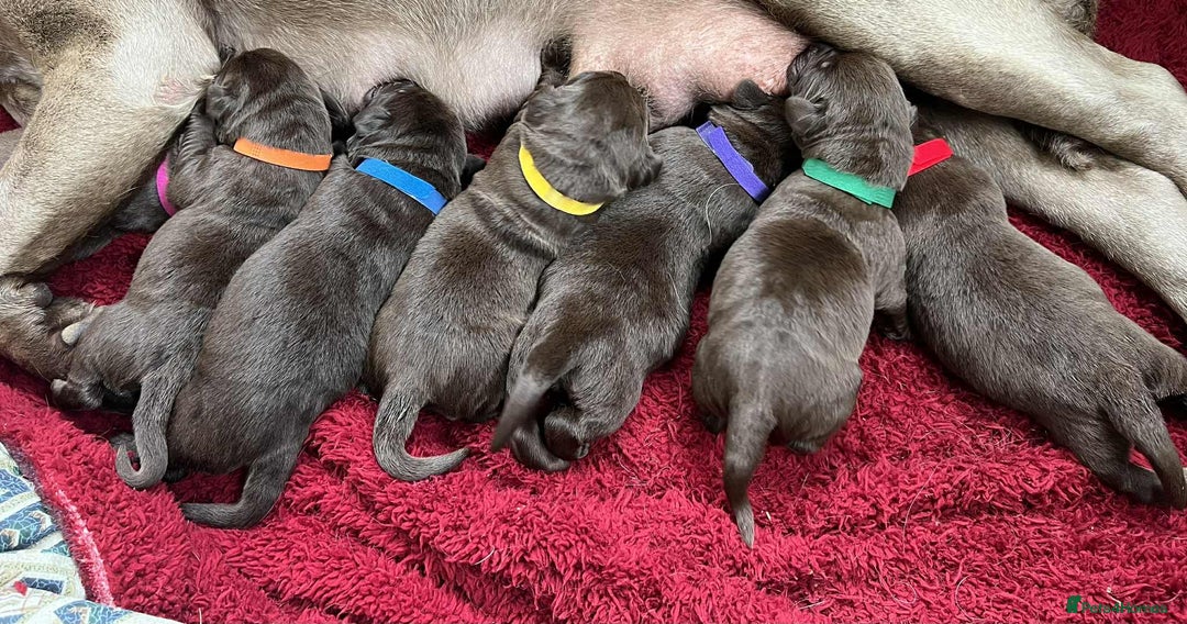 Labrador Retriever dogs for sale: KC SILVER/CHOCOLATE PEDIGREE LABRADOR PUPIES - Image 6
