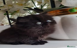 Persian cats for sale: Beautiful persian kittens  - Image 31