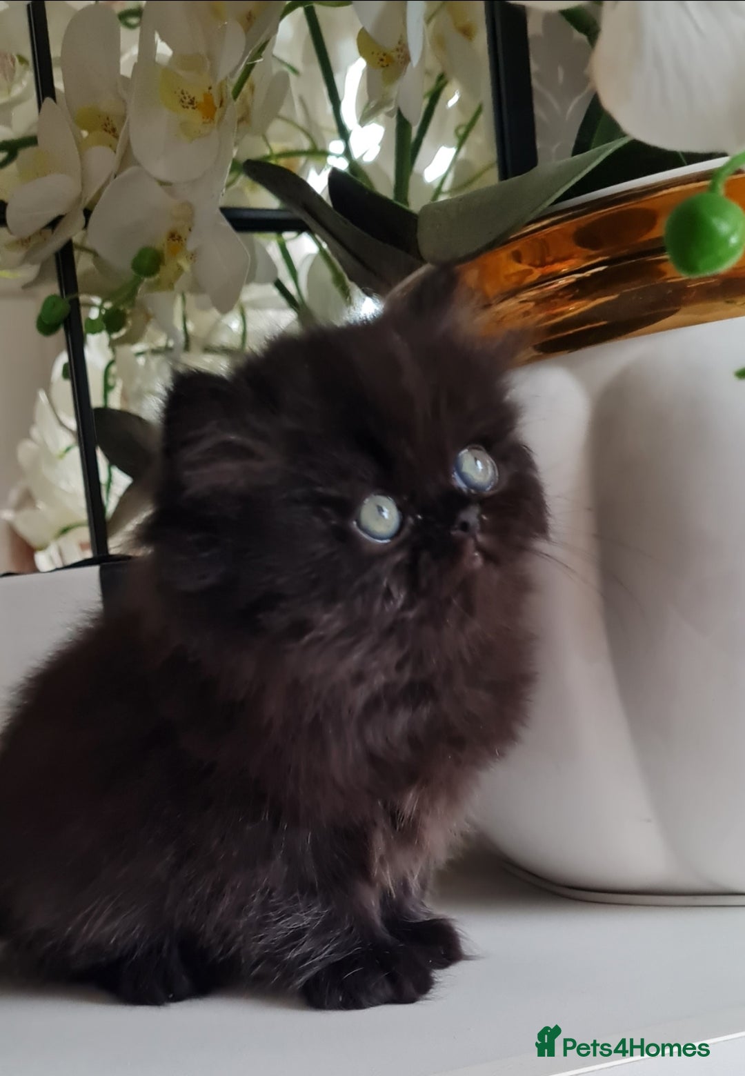 Persian cats for sale: Beautiful persian kittens  - Image 31