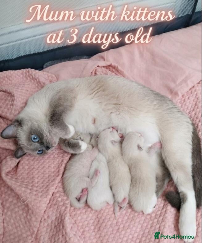 Ragdoll cats 🏆🥇Champion Bloodline🧸😻Ragdolls💖 - Advert 1