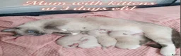 Ragdoll cats for sale: 🏆🥇Champion Bloodline🧸😻Ragdolls💖 in Ilford - Advert 4