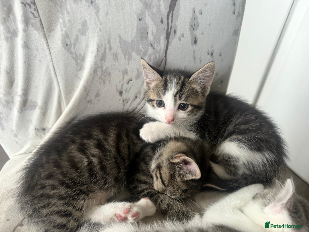 Mixed Breed cats for sale: Three beautiful kittens  - Image 13