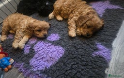 Cavapoo dogs for sale: Beautiful F1 Cavapoos  - Image 18