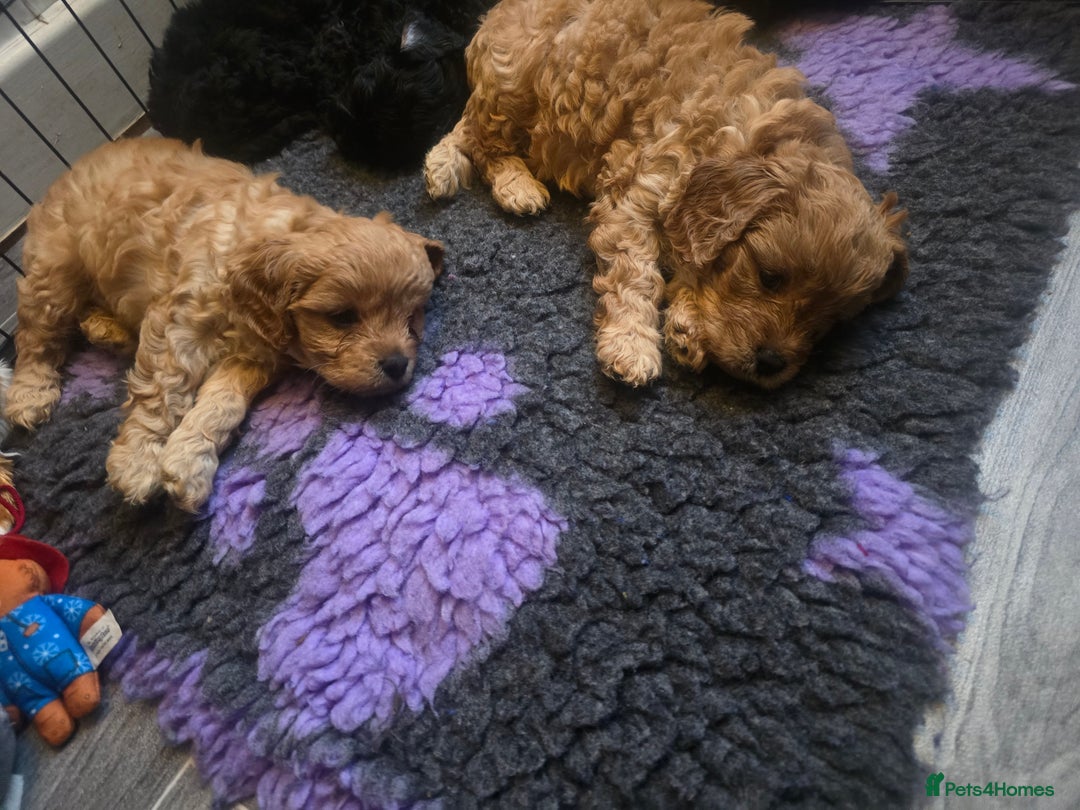 Cavapoo dogs for sale: Beautiful F1 Cavapoos  - Image 18