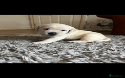 Labrador Retriever dogs for sale: Exceptional quality  - Image 11