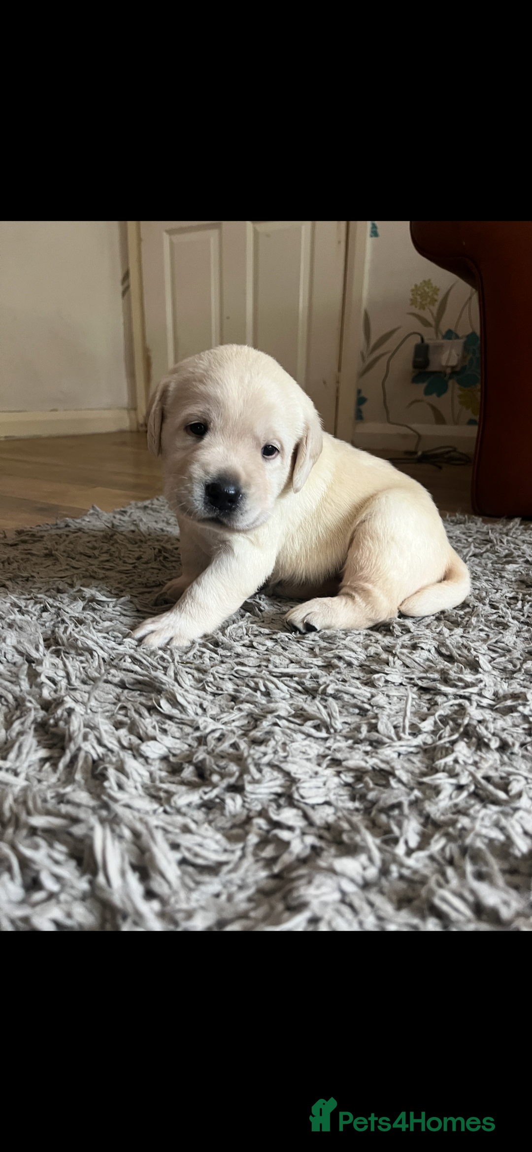Labrador Retriever dogs for sale: Exceptional quality  - Image 11