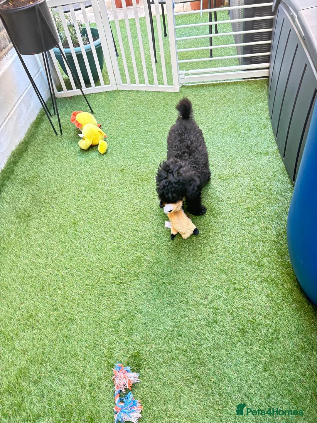 Maltipoo dogs for sale: 🐾 Blu – Adorable Male Maltipoo Puppy |4 Months 🐾 in London - Advert 4