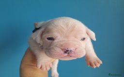 Boxer dogs for sale: Reduced last pup. Stunning Pedigree Boxer  - Advert 9