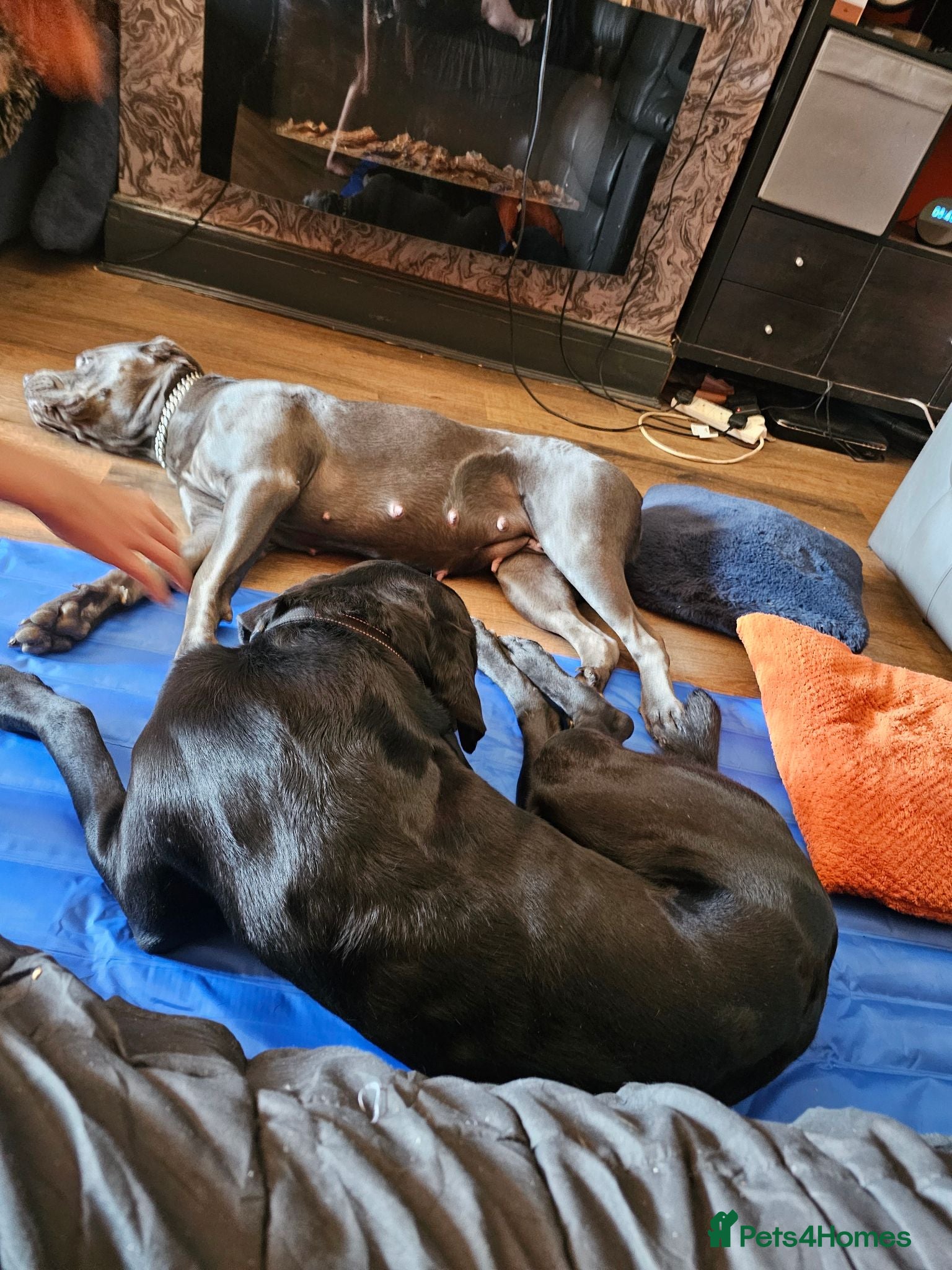 Cane Corso dogs Cane corsos - Advert 9