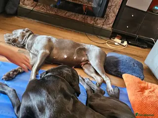 Cane Corso dogs Cane corsos - Advert 9