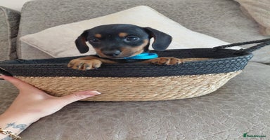 Miniature Dachshund dogs - Advert 8