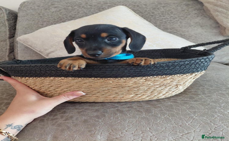 Miniature Dachshund dogs - Advert 1