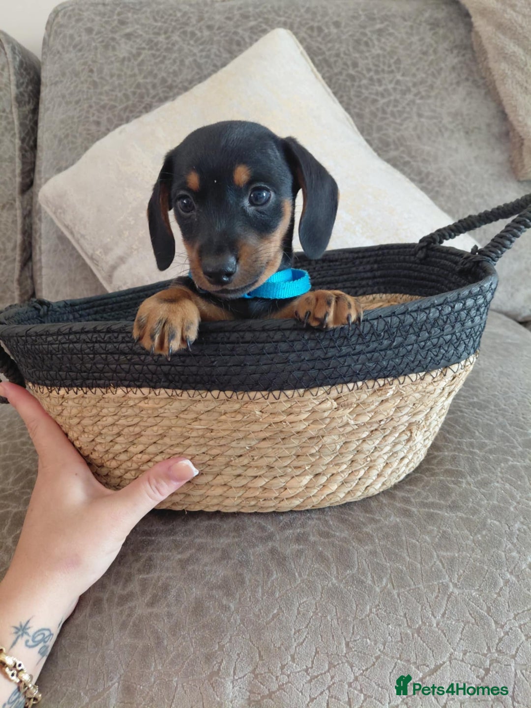 Miniature Dachshund dogs for sale: Ready now miniature dachshunds boy - Image 5