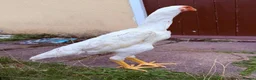 Chickens poultry for sale: WHITE O SHAMO CHICKENS - Advert 5