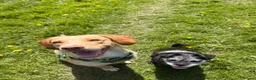 Springador dogs for sale: Springerdor for rehoming - Advert 3