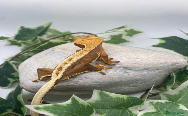 Gecko reptiles - Advert 6