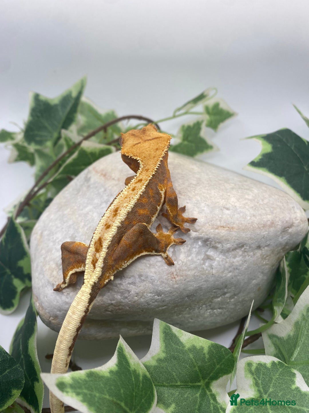 Gecko reptiles for sale: Vibrant Lily white crested gecko  - Image 1