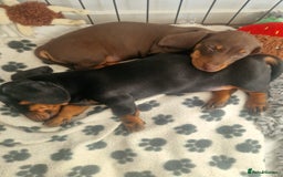 Dachshund dogs for sale: Beautiful litter of Miniature Dachshund puppies - Image 8