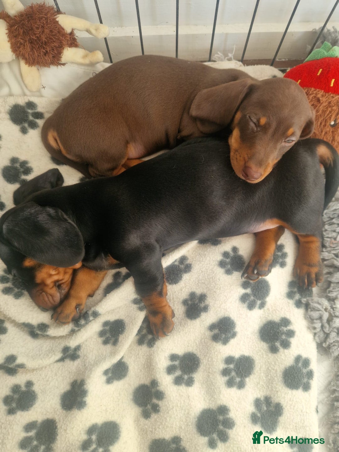 Dachshund dogs for sale: Beautiful litter of Miniature Dachshund puppies - Image 8