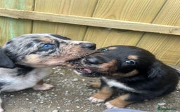 Mixed Breed dogs for sale: collie x Huntaway  pups one boy left  - Image 13