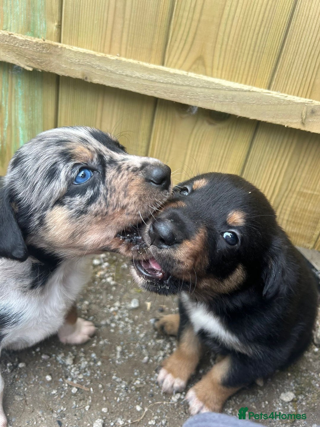 Mixed Breed dogs for sale: collie x Huntaway  pups one boy left  - Image 13