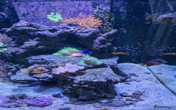 Other/Mixed Breed fish for sale: Salt water aquarium + quarantine tank - Image 8