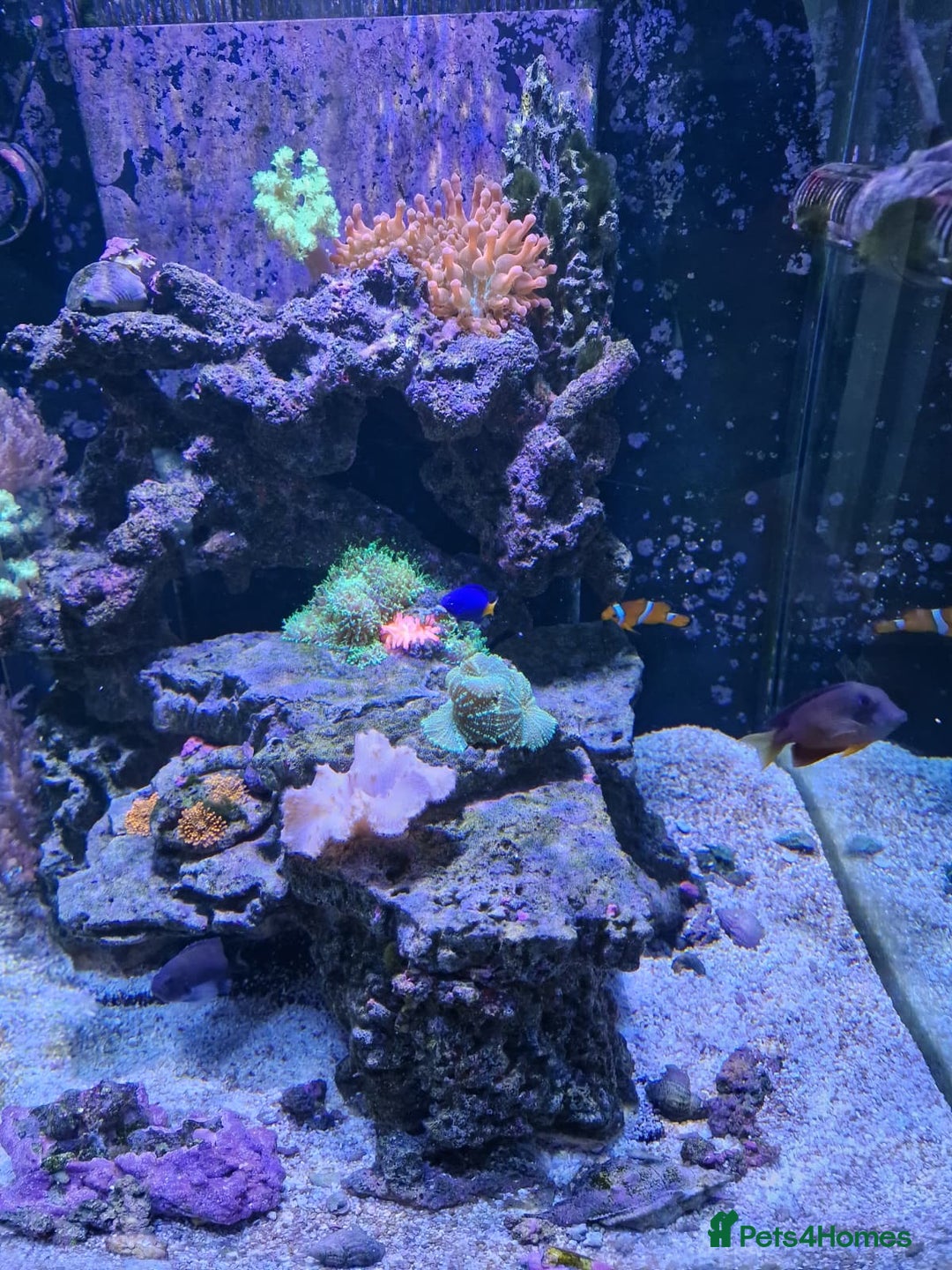 Other/Mixed Breed fish for sale: Salt water aquarium + quarantine tank - Image 8