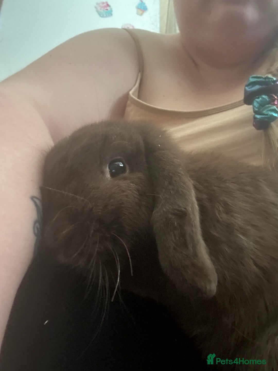 English rabbits for sale: Female rabbit  - Image 1