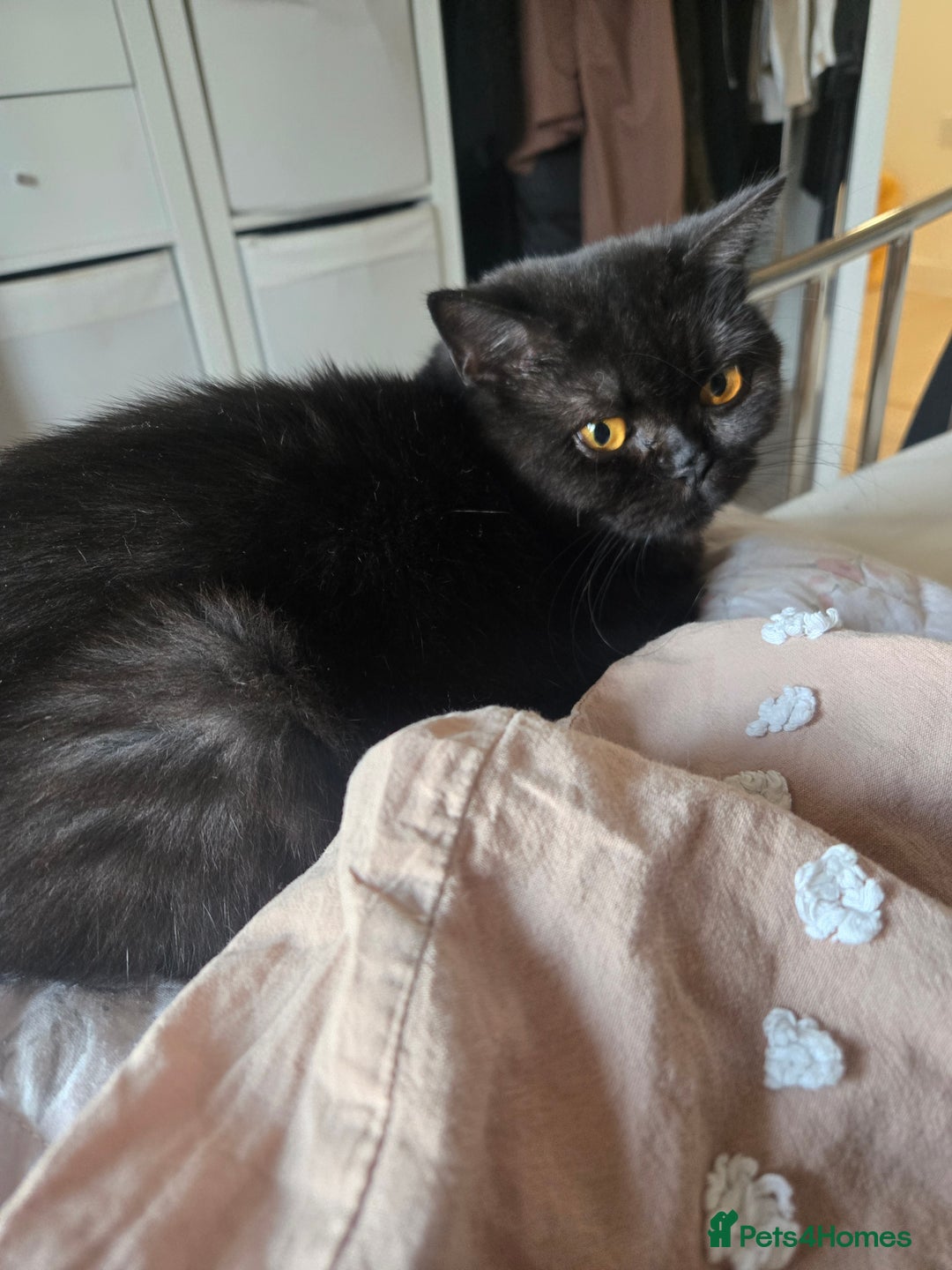 British Shorthair cats for sale: British Shorthair Black female - Advert 12