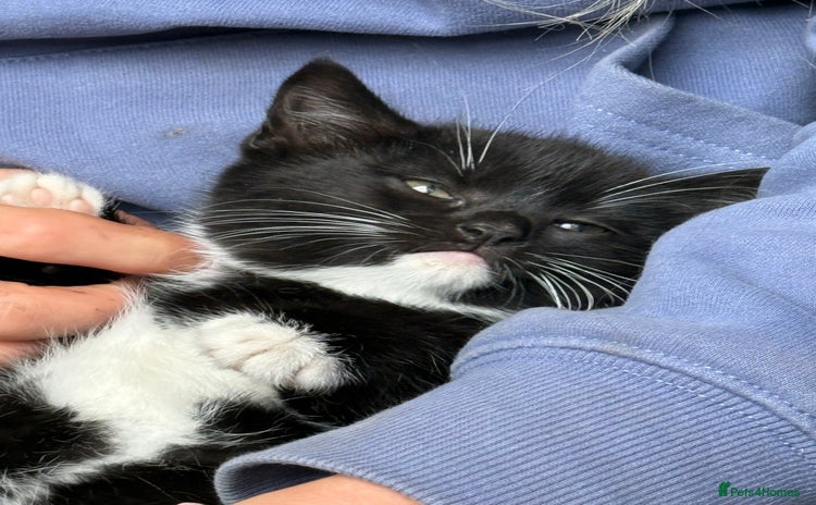 Mixed Breed cats Beautiful female kitten  - Advert 1