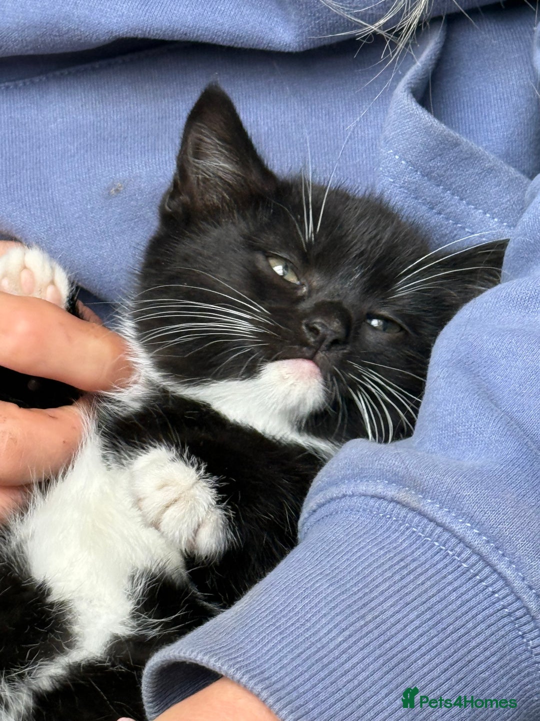 Mixed Breed cats for sale: Beautiful female kitten  - Advert 1