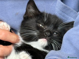 Mixed Breed cats Beautiful female kitten - Advert 1