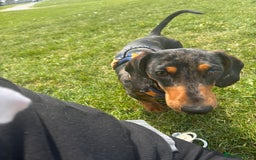 Miniature Dachshund dogs for stud: Miniature dapple boy dachshund  - Image 3