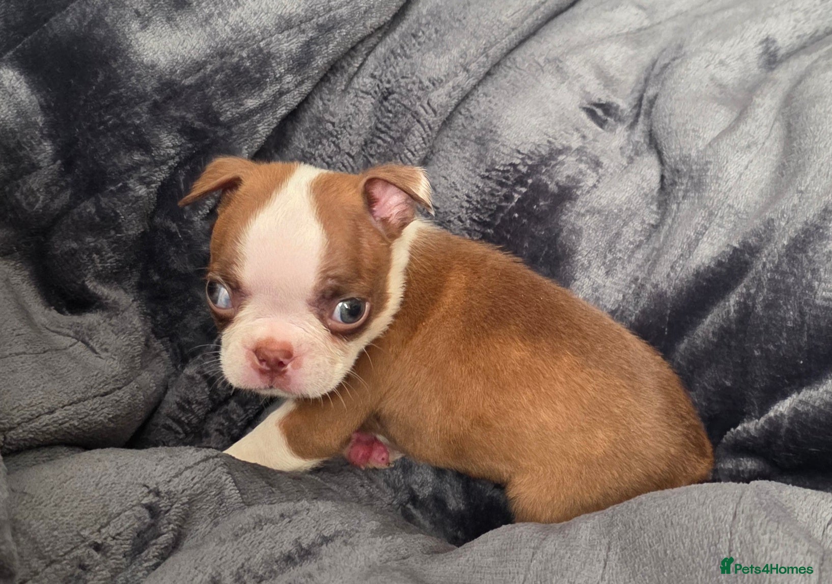 Boston Terrier dogs Stunning KC registered Boston Terrier puppies - Advert 1