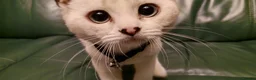 British Shorthair cats for sale: Beautiful white British shorthair - Advert 2