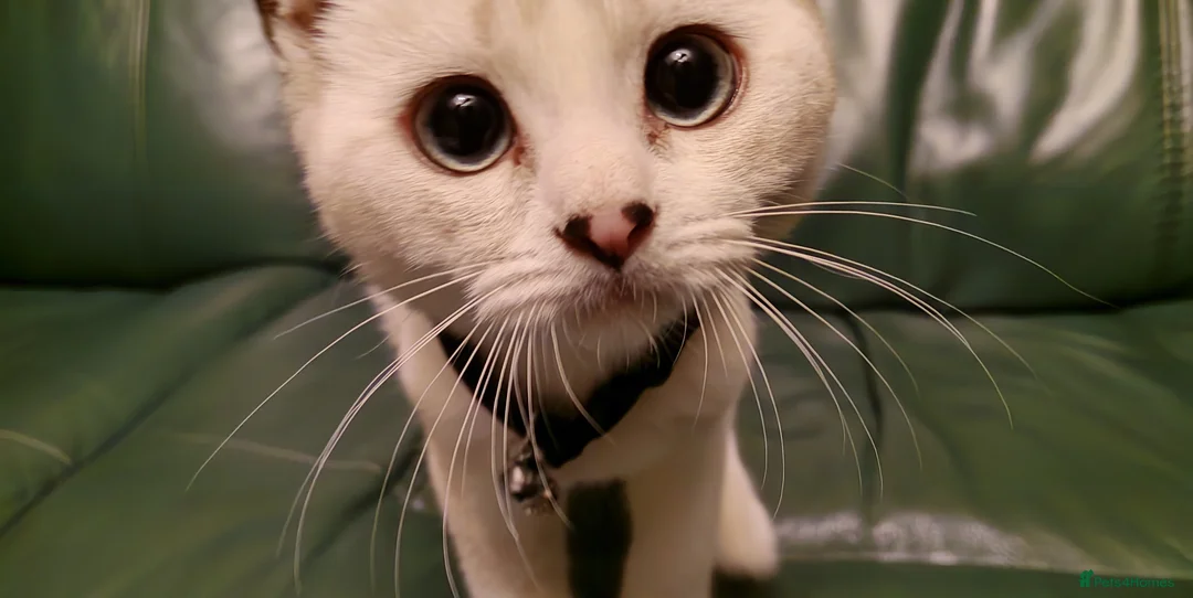 British Shorthair cats for sale: Beautiful white British shorthair - Advert 2