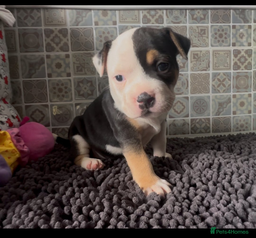 Mixed Breed dogs for sale: Staffie/Frenchie pups - Image 9