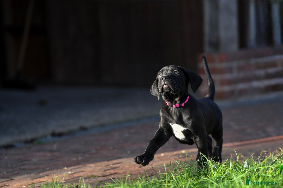 Cane Corso dogs for sale: Elite cane corso puppies  - Advert 11