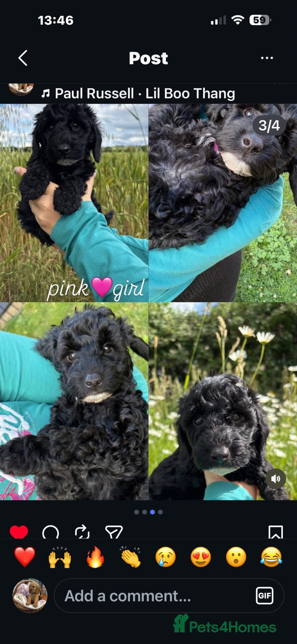 Cockapoo dogs Gorgeous Cockapoo pups 5🌟 licensed breeder  - Advert 2