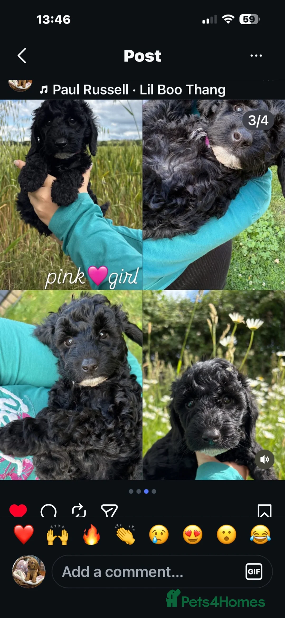 Cockapoo dogs for sale: Gorgeous Cockapoo pups 5🌟 licensed breeder  - Advert 1