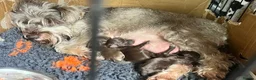 Schnoodle dogs for sale: Tiny Schnoodle Puppies 💙+ 🩷 - Advert 2