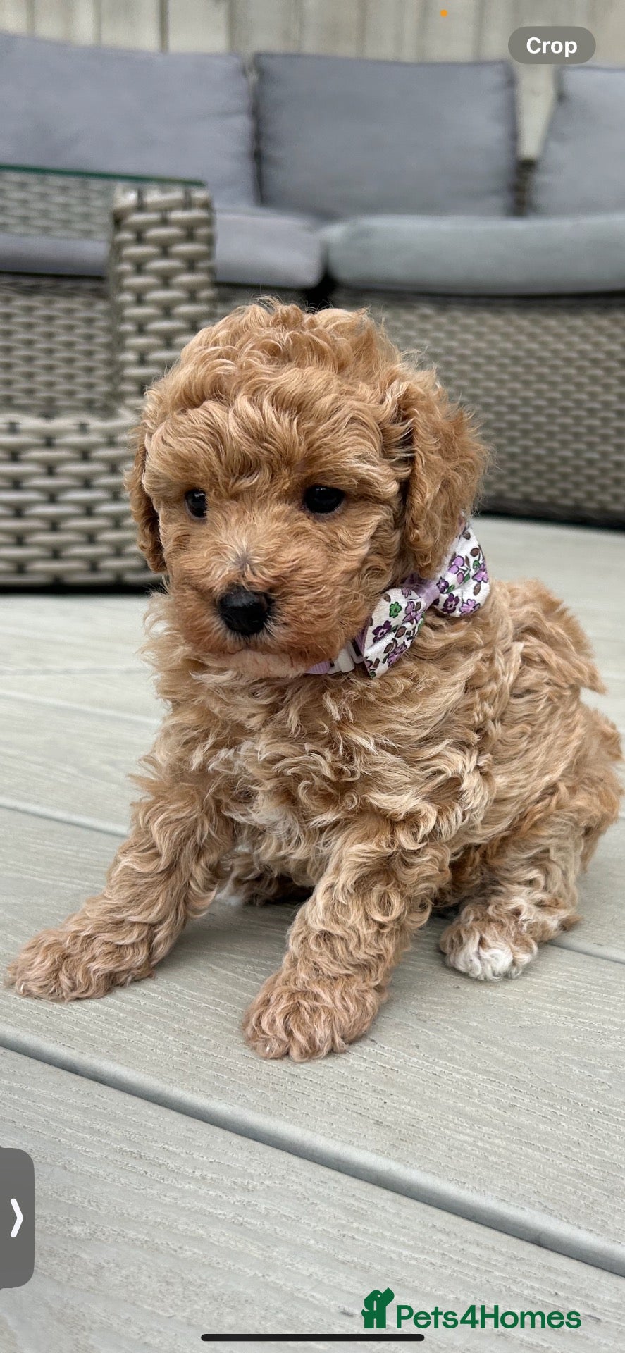 Cavapoo dogs 5*Beautiful Health tested F2b Cavapoo Puppies  - Advert 2