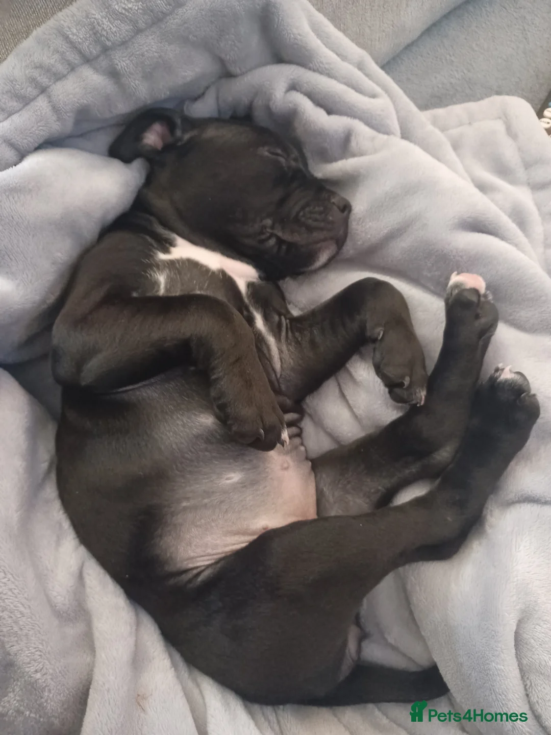 Staffordshire Bull Terrier dogs for sale: 10 week old puppy female staffy - Advert 4