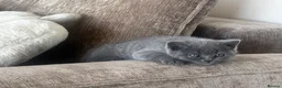 British Shorthair cats for sale: TWO BLUE GIRLS LEFT 🏆pure BSH Kittens🏆 - Advert 6