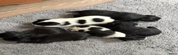Jack Chi dogs for sale: 6 Adorable Puppies for Sale-4 Black, 2 Blac &White in Stourport-on-Severn - Advert 6