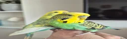 Budgerigars birds for sale: Pair of two budgies and cage - Advert 6