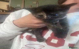 Mixed Breed cats for sale: Mixed breed kittens for sale  - Image 5