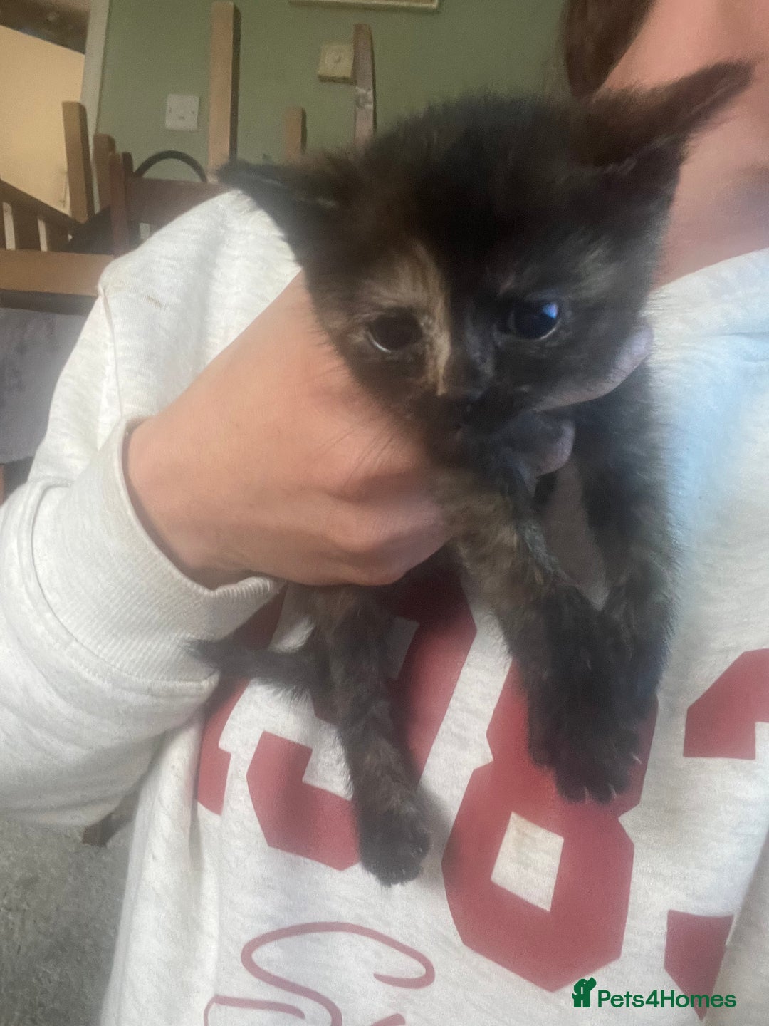Mixed Breed cats for sale: Mixed breed kittens for sale  - Image 5